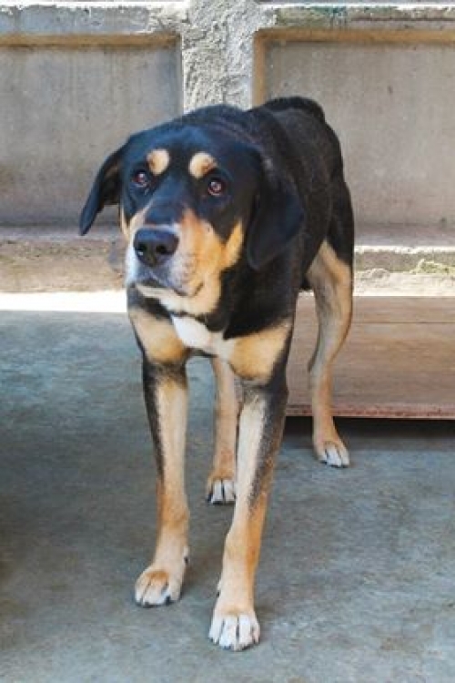 ქართული ქოფაკი ჯერი