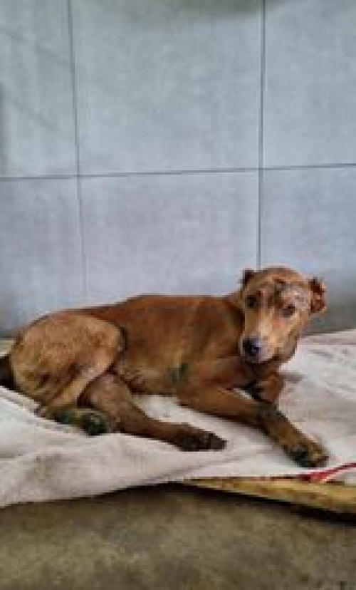 მეტისი სამტრედია