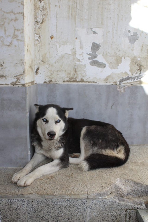 ლაიკა უსახელო