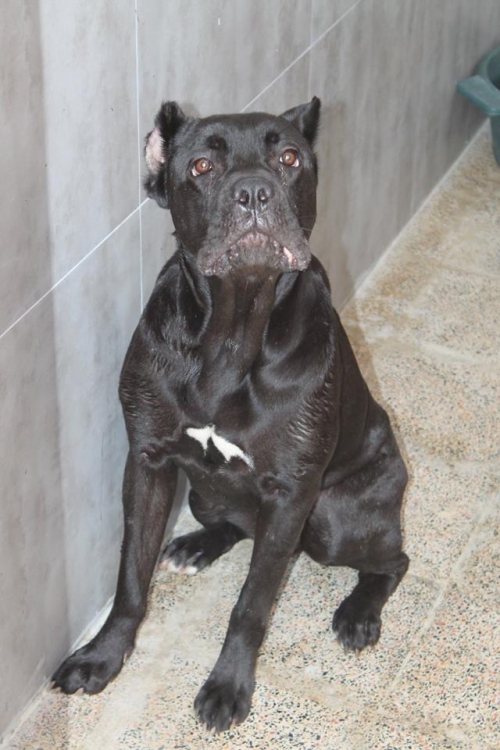 კანე კორსო ჯინა