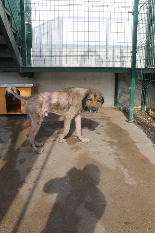 ქართული ქოფაკი ბოხორა