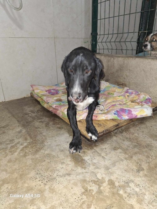 მეტისი მცხეთა