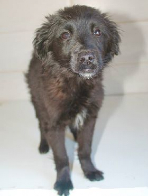 მეტისი უსახელო