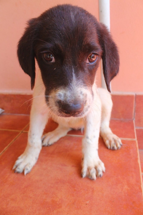 მეტისი უსახელო