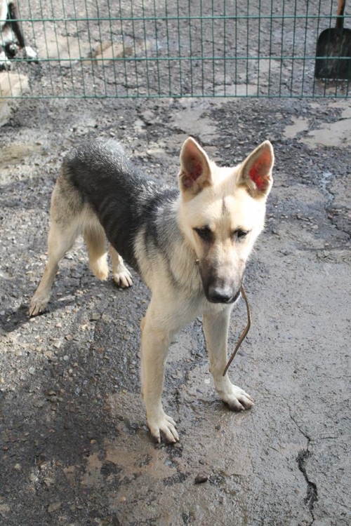 აღმოსავლეთ ევროპული ნაგაზი ლინდა