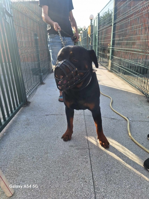 როტვეილერი როკი