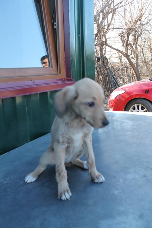 მეტისი ბონი