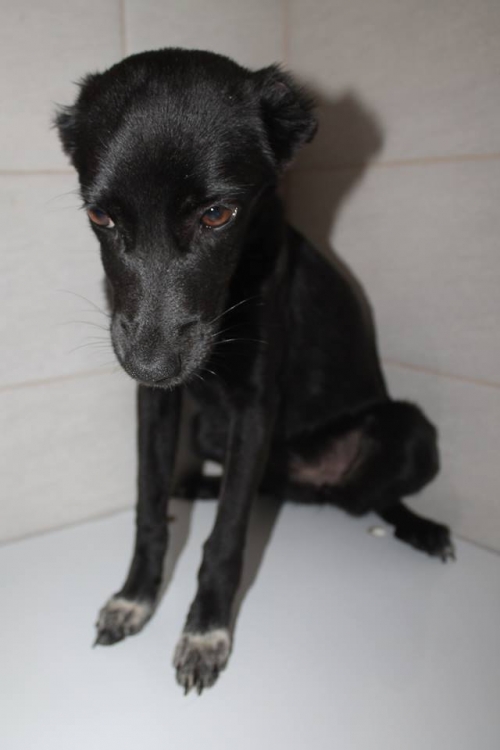 მეტისი უსახელო