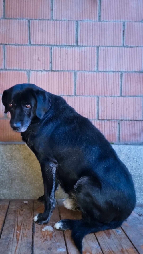 მეტისი დიდიღომო