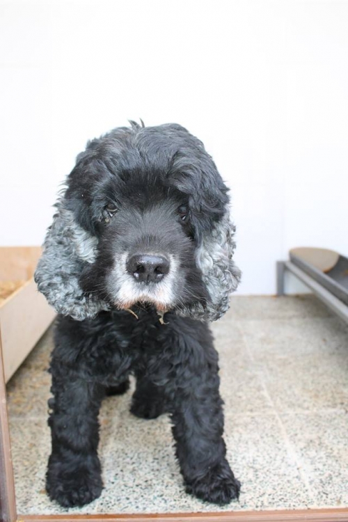 კოკერსპანიელი უსახელო