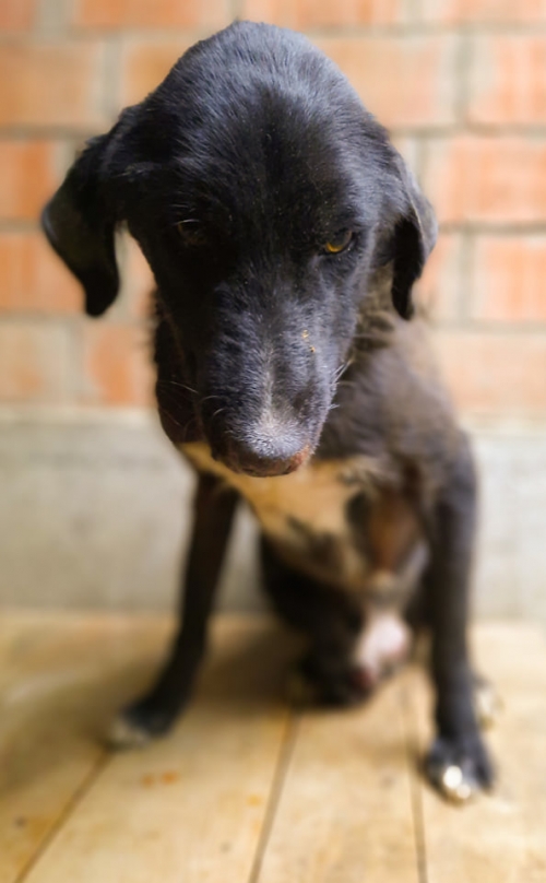 მეტისი სამტრედიიდან ჩამოივანეს