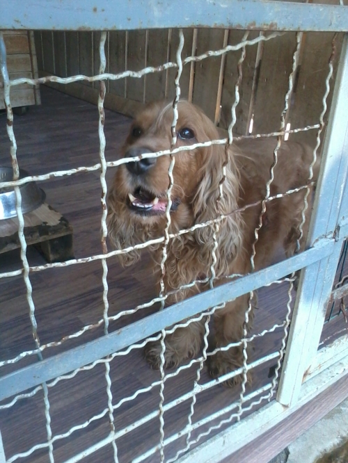 კოკერსპანიელი ჯოი