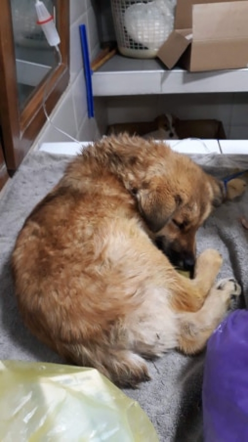 ქართული ქოფაკი უსახელო