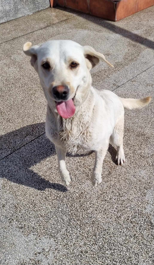 ლაბრადორი გორი