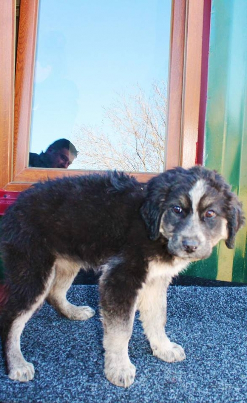 ქართული ქოფაკი უსახელო