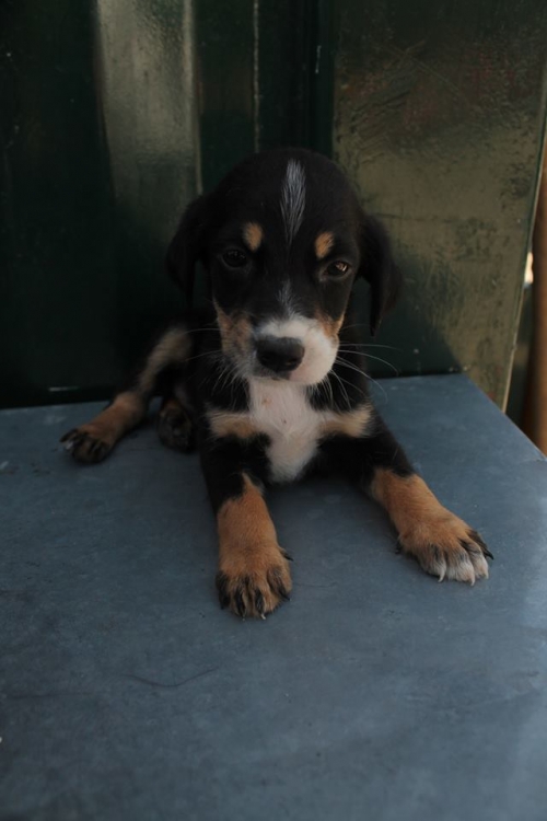 მეტისი უსახელო