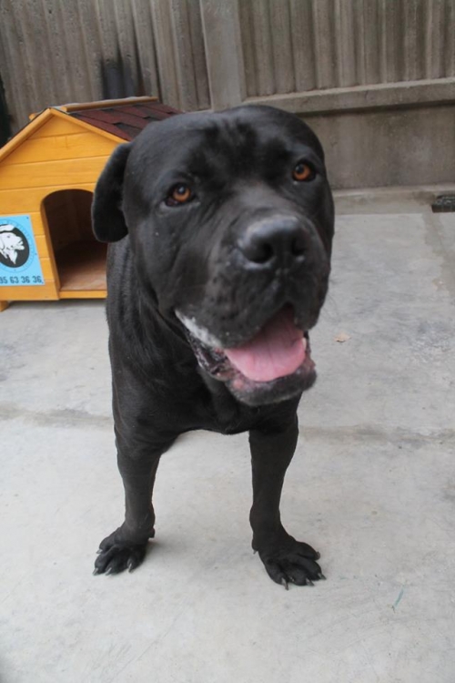 კანე კორსო უსახელო