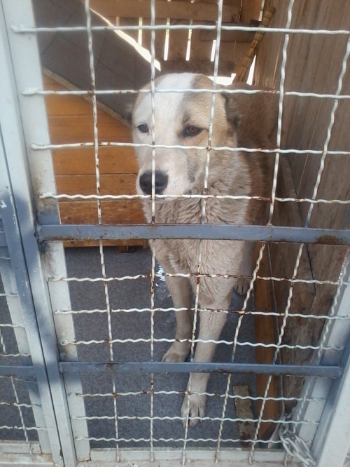 ქართული ქოფაკი უსახელო