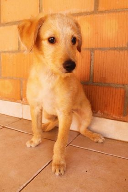 პუდელის მეტისი ბუბუ