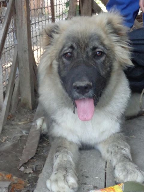 ქართული ნაგაზი ბომბორა