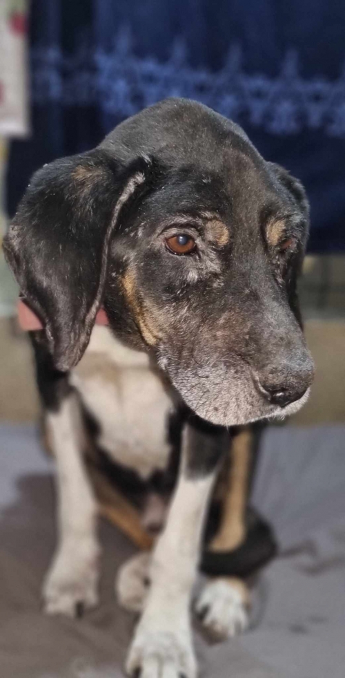 მეტისი მცხეთა