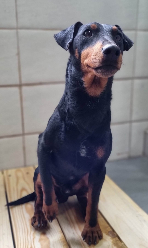 იაქტერიერი ვარკეთილის მე 3 მასივი