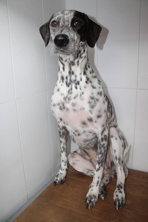 დალმატინის მეტისი ლუსი