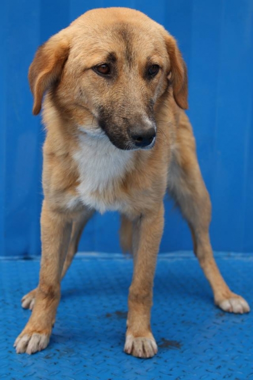 მეტისი ლეკვი