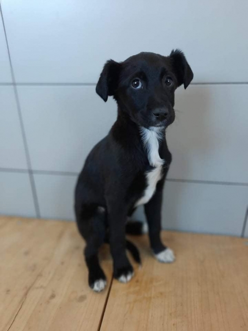 მეტისი გლდანი