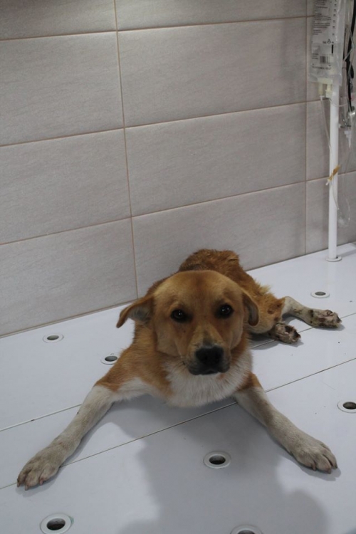 მეტისი უსახელო