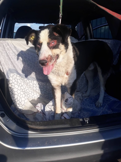 ლაიკა კრწანისი