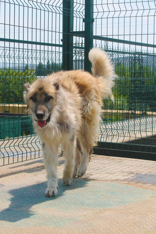 ქართული ნაგაზი უსახელო