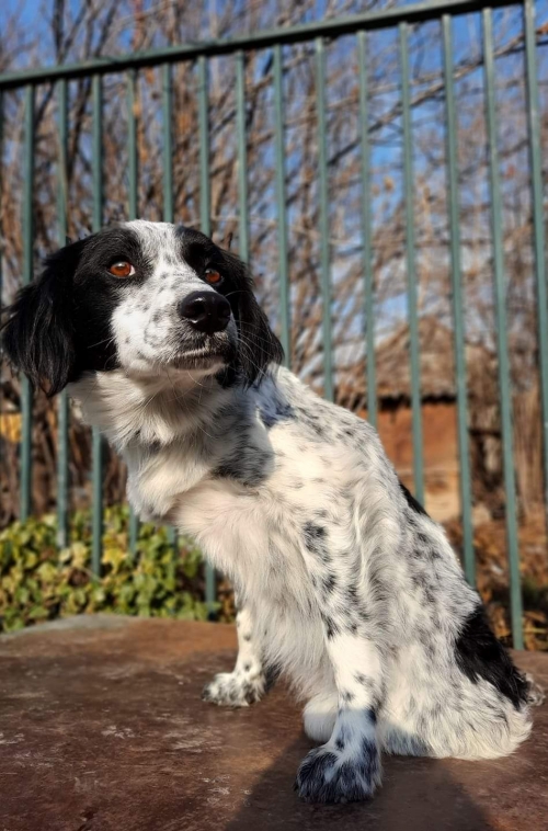 სეტერი უსახელო