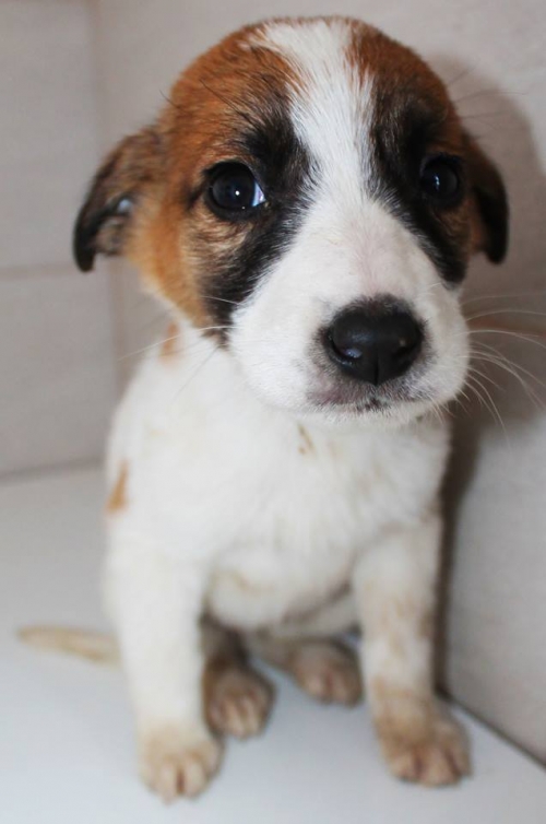 მეტისი უსახელო