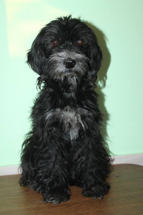 ბალონკა უსახელო