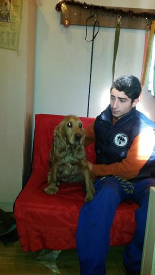 ინგლისური კოკერსპანელი უსახელო