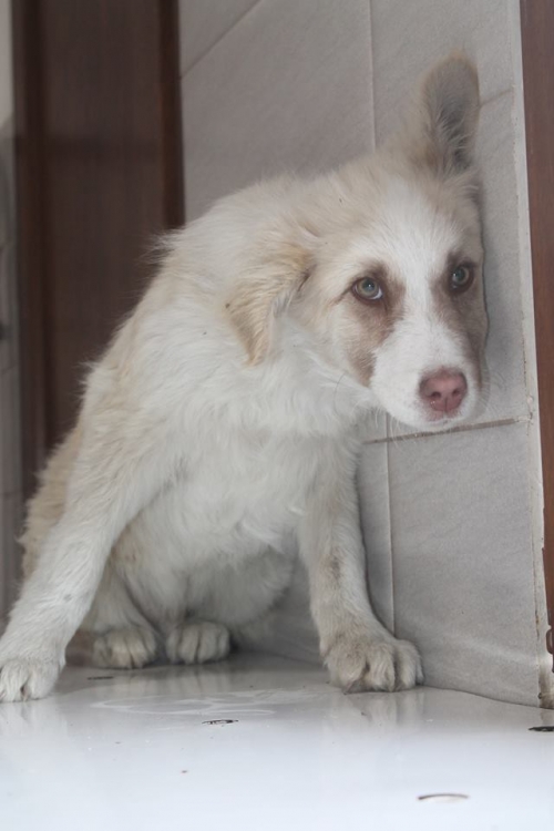 ქართული ქოფაკი უსახელო