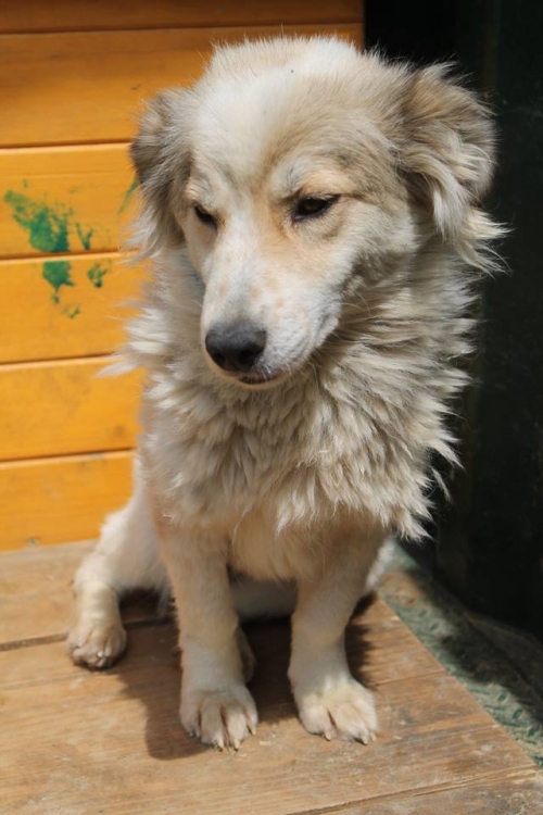 მეტისი უსახელო