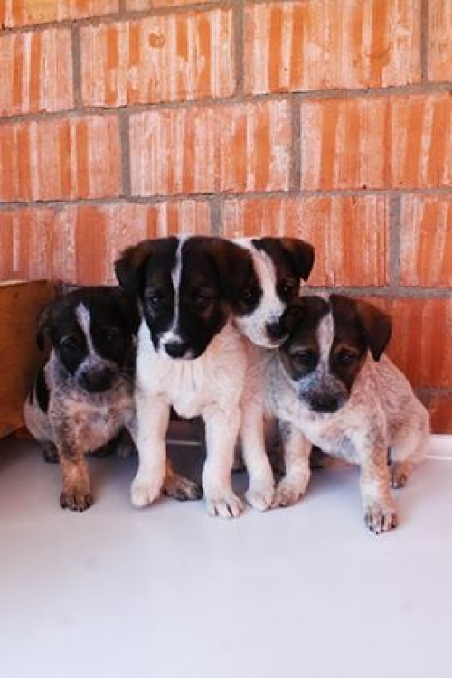 ქართული ქოფაკი უსახელო