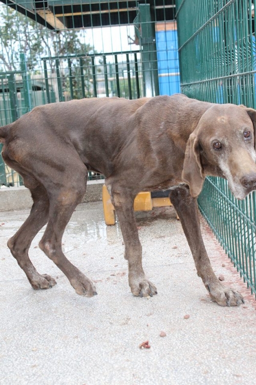 კურცხაარი უსახელო