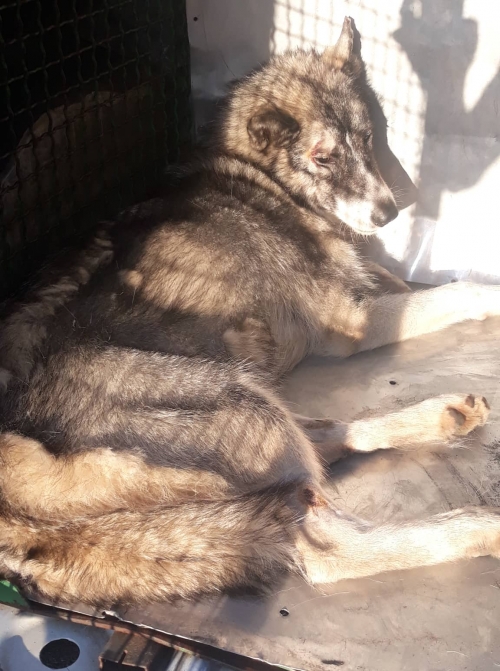 ლაიკა ნაპოვნია გომი საჩხერეს გზაზე