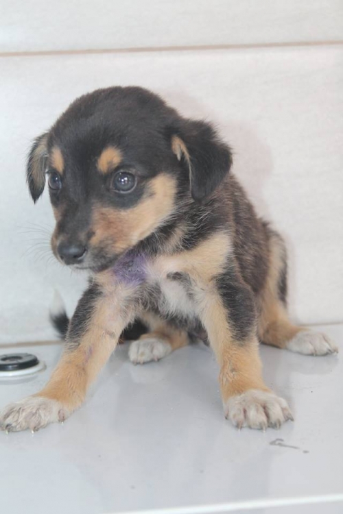 მეტისი უსახელო