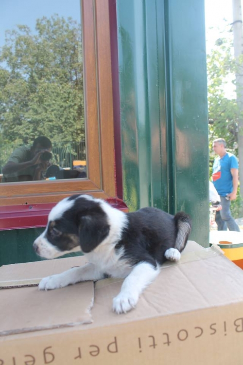 მეტისი უსახელო