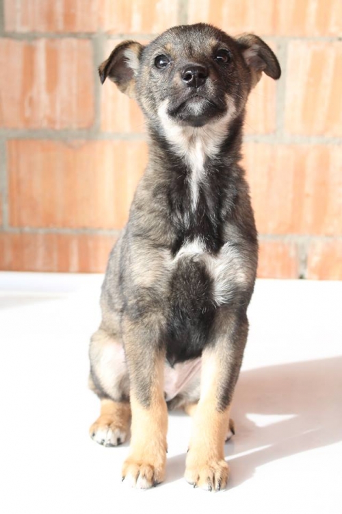 მეტისი უსახელო