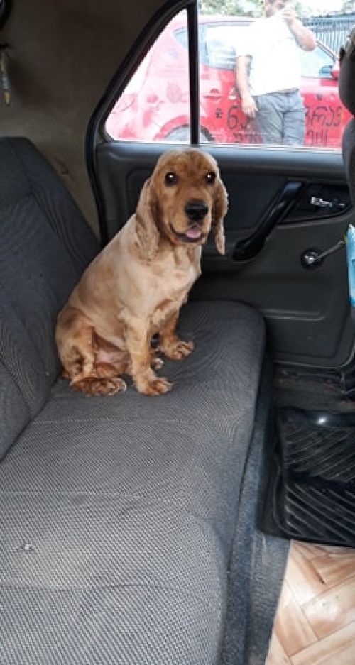 კოკერსპანიელი უსახელო