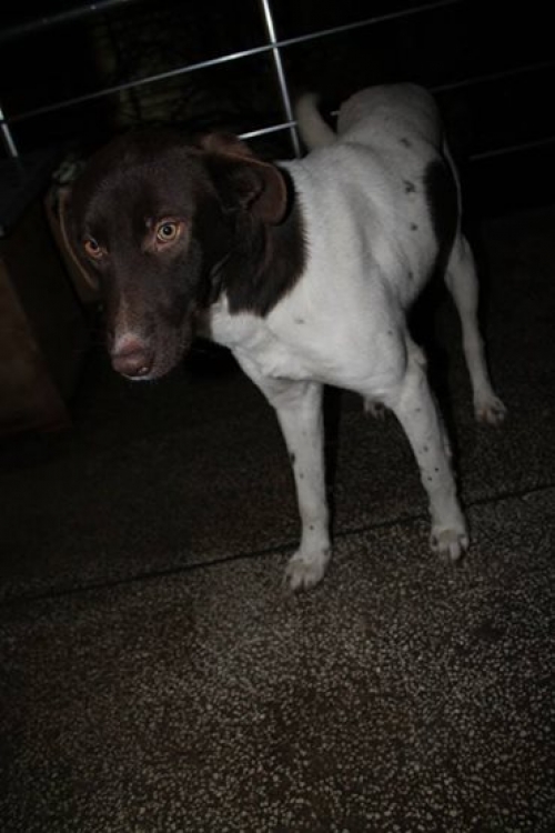 კურცხაარი რექსი