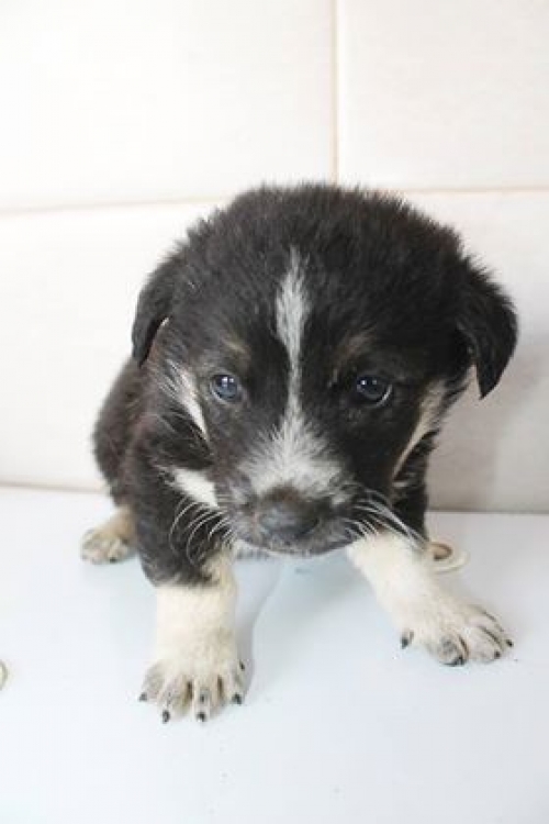 მეტისი უსახელო