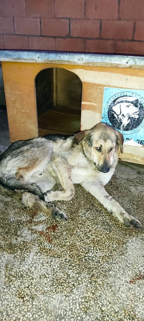 მეტისი მიკედლებულია პატარა დიღომი. ბობ უოლშის ქუჩა .