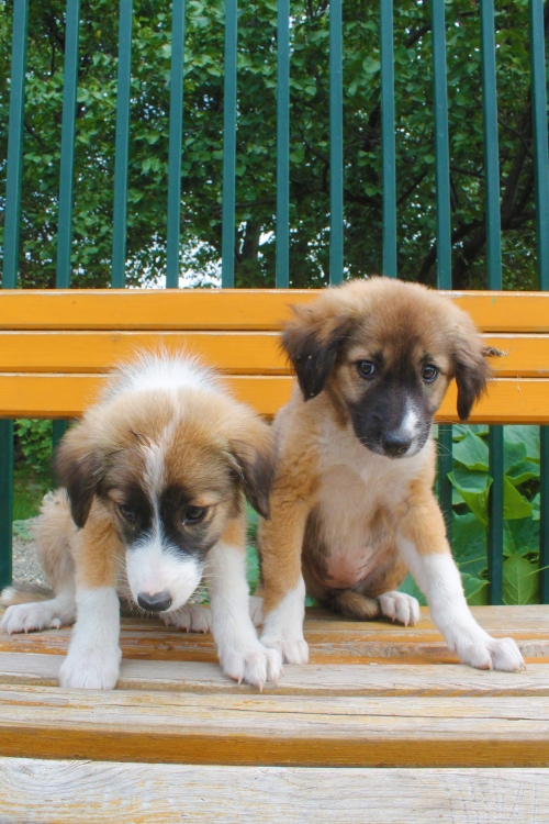 მეტისის ლეკვები უსახელო