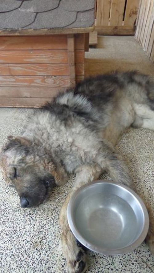 კავკასიური ნაგაზი უსახელო